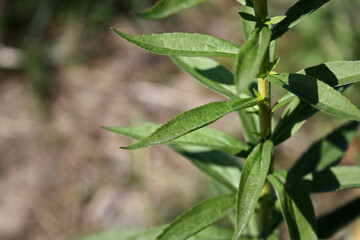 Green meadow plant stem with leaves around the stem. Autumn sunshine day. Ukrainian field