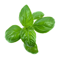 Fresh basil leaf isolated on white background with clipping path and full depth of field. Top view. Flat lay