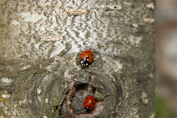 Spring. Ladybugs woke up and rejoice in the spring warmth and sun.