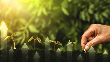 Hand planting seedling growing step in garden with sunshine. Concept of business growth, profit,...