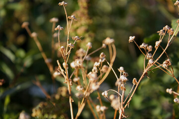 Many tiny dry light color inflorescences in the garden. Green plants. Blurred background. Autumn