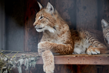 Common lynx, close-up portrait. Lynx in the zoo