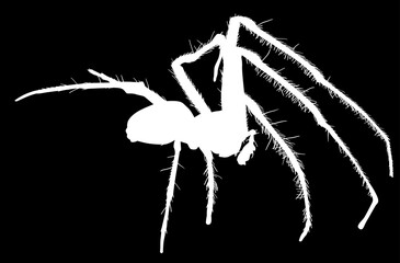 orb-weaver spider silhouette isolated on black