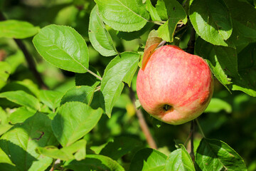 red ripe sweet apple on apple tree branch close up in sunny day