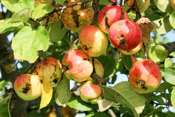 branch with red ripe apples on apple tree close up in sunny day