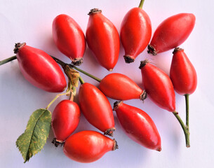 ROSE HIPS, FRUIT OF THE ROSE PLANT, SOURCE OF VITAMIN C
