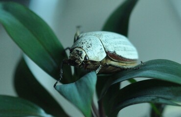 white beetle perched on green leaves