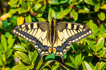 Schmetterling - Schwalbenschwanz - Falter - gelb