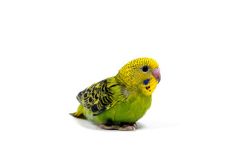 セキセイインコ　白バック