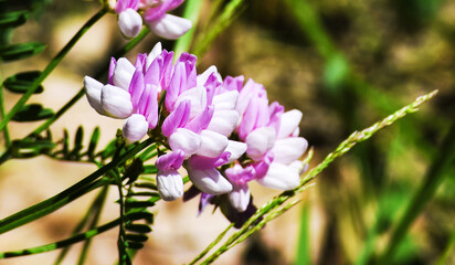 Obraz premium purple flowers