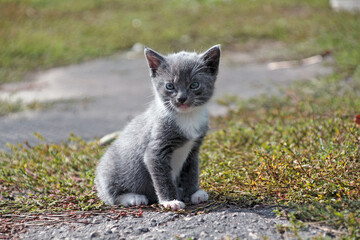 Obraz premium The gray cute kitten cat sits on a green grass. 2 month domestic cat.