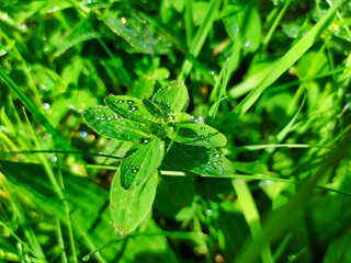 Fototapeta na wymiar water drops on grass