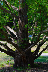 branching tree