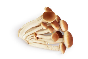 honey fungus mushrooms isolated on white background with clipping path. Top view. Flat lay.