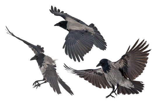 large three grey isolated crows set