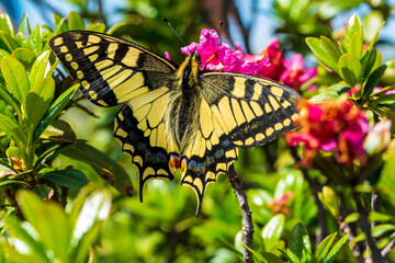 Schmetterling - Schwalbenschwanz - Allgäu - Alpenrose