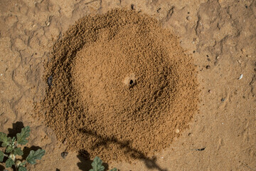 An ant hill from a desert can be used as a background