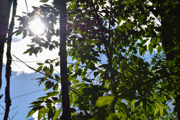 sunlight glare