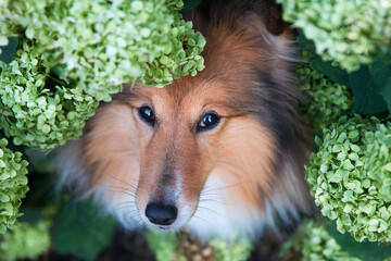 Cute, fluffy sable white shetland sheepdog, little sheltie outside on summer time in blooming green...