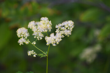 Fototapeta premium white flowers