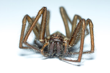 Dead spider in the dust
