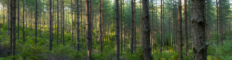 Panoramic photo of a forest with sunlight coming in from the left
