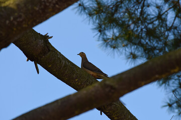 dove in tree