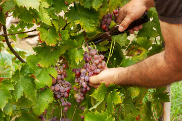Naklejka na ściany i meble Gargening and harvesting at fall. A man's hands cut the bunch of grapes from the vine.
