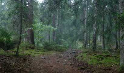 Path leading into a foggy forest