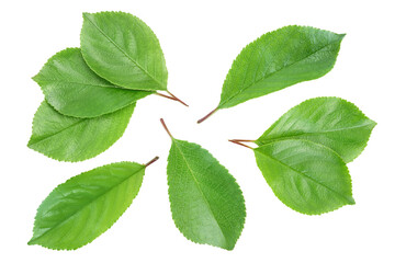 cherry leaf isolated on a white background with clipping path and full depth of field. Top view. Flat lay