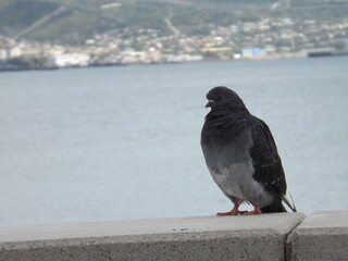 pigeon on the bridge