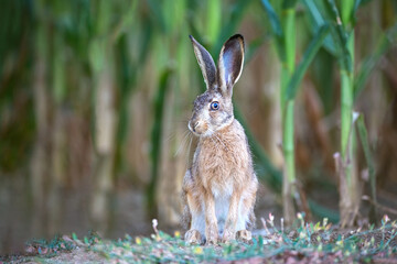 Hare sitting at the edge of a green corn field looking at the camera © Cristi