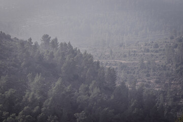 Jerusalem Forest, densely planted pine trees and natural woodland