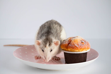 Black and white rat eating sweet cake. Not on a diet.