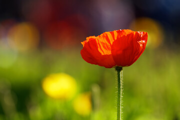 Obraz premium red poppy flower