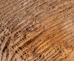Fototapeta premium Natural wood texture