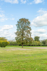 Bicentennial deciduous tree in a city park during the day
