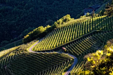 Foto auf Alu-Dibond vineyard in the mountains © MarekLuthardt