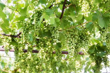 Grape Branches. Ripe juicy grapes on vine in the garden. Sunny vineyard grapes background