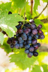Grape Branches. Ripe juicy grapes on vine in the garden. Sunny vineyard grapes background