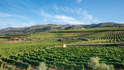Fototapeta na wymiar Grape plantation, vineyard for harvest