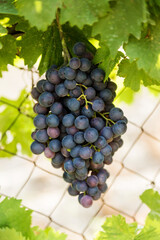 Grape Branches. Ripe juicy grapes on vine in the garden. Sunny vineyard grapes background