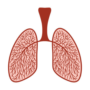 Sketchy illustration of human lungs with blood vessels. Colored icon clipart medicine, healthy human lungs