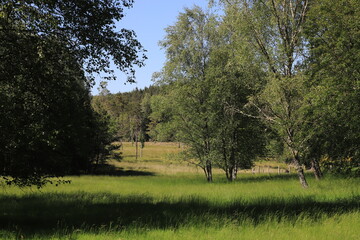 Obraz premium bocage du plateau des mille vaches, Creuse