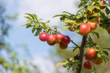 Fototapeta premium Red Prunus cerasifera is species of plum known by common names cherry plum and myrobalan plum. Plum ripe. Ripe juicy fruits on plum tree in summer garden. Selective focus
