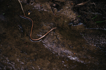 Obraz na płótnie Canvas Small little brown snake in the muds on a rainy day moody picture