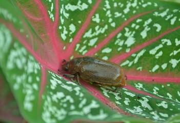bug on a leaf
