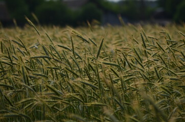 green wheat field