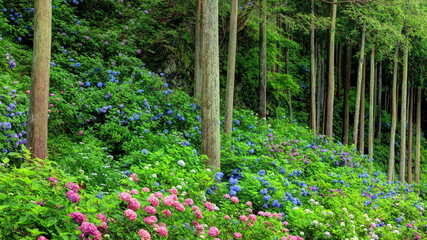 紫陽花の森