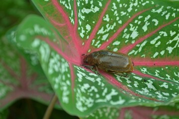 the bug on a leaf